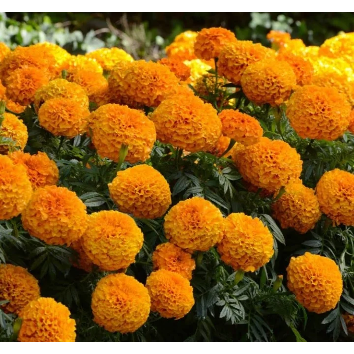 Kadife Çiçeği (Marigold Büyük Çiçek) Turuncu Renkli - 10 Tohum