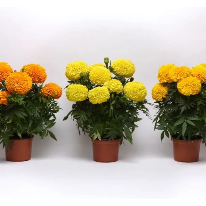 Kadife Çiçeği (Marigold Büyük Çiçek) Turuncu Renkli - 10 Tohum