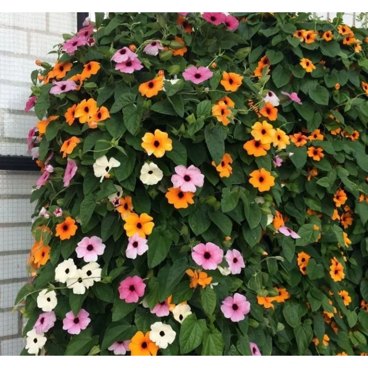 Kara Gözlü Suzan Çiçeği Tohumu - Karışık Renkli (5 Tohum)