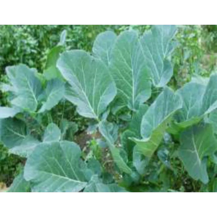 Karadeniz Lahana Tohumu - Aksel 10 gr