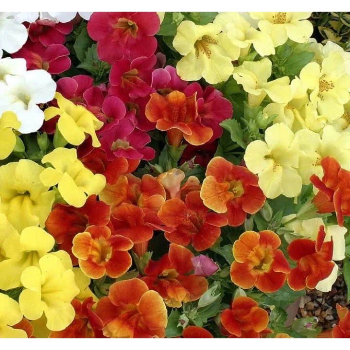 Karışık Mimulus Misk Çiçeği F1 Tohumu (30 Tohum)
