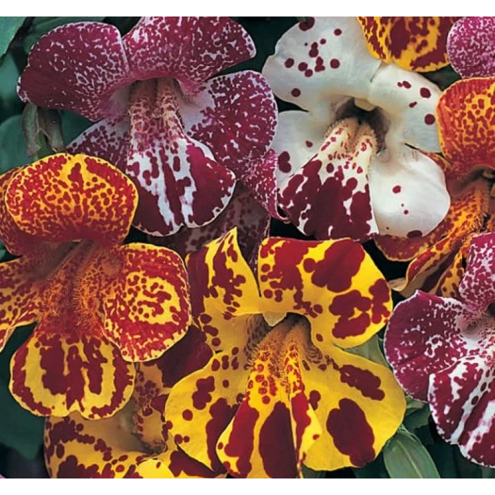 Karışık Mimulus Misk Çiçeği F1 Tohumu (30 Tohum)