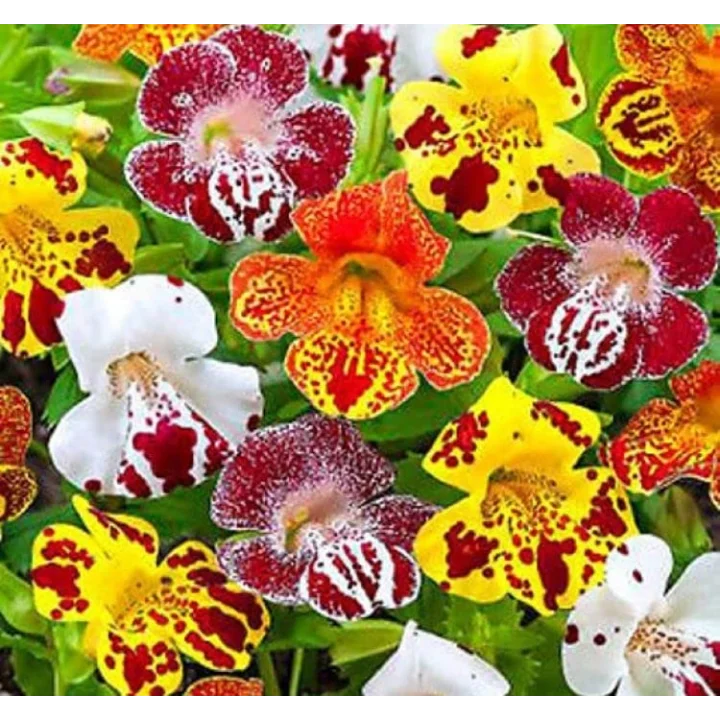 Karışık Mimulus Misk Çiçeği F1 Tohumu (30 Tohum)