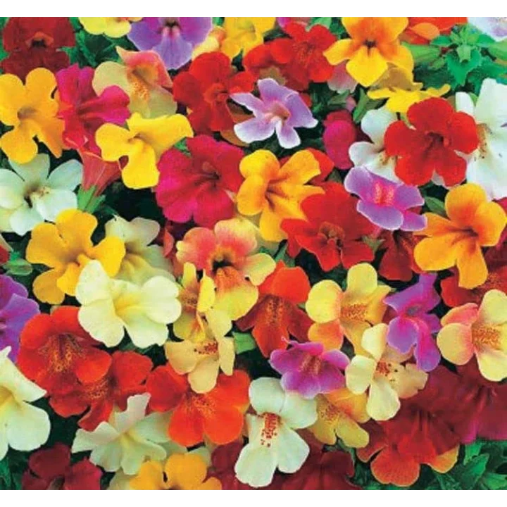 Karışık Mimulus Misk Çiçeği F1 Tohumu (30 Tohum)