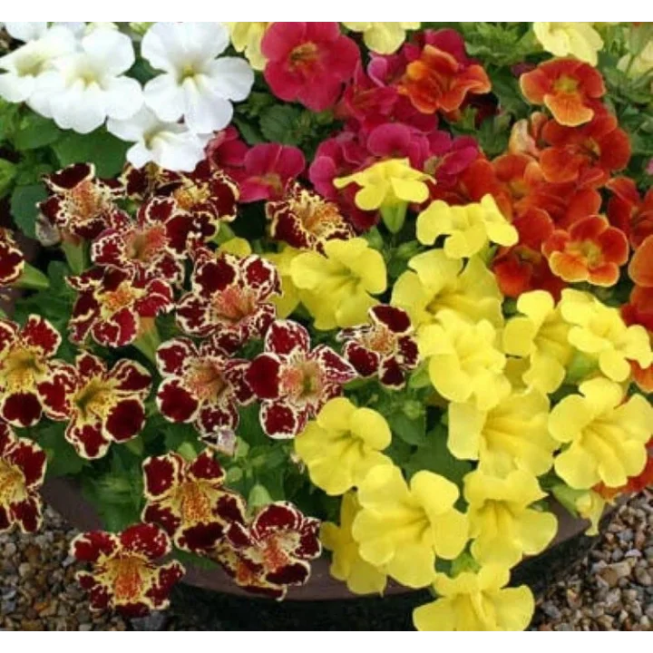 Karışık Mimulus Misk Çiçeği F1 Tohumu (30 Tohum)