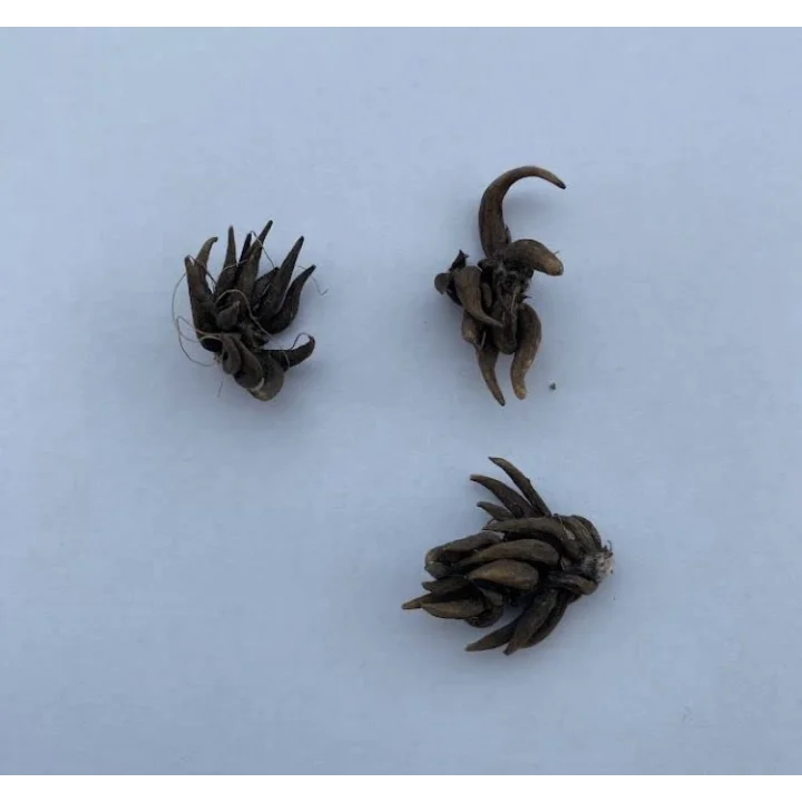 Karışık Şakayık Çiçeği Yumrusu (1 Kök)