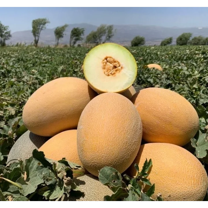KAVUN ANANAS (ÇOKLU TOHUM) - 5 Gram