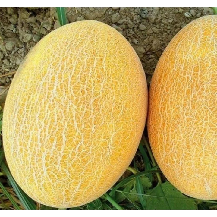 KAVUN ANANAS (ÇOKLU TOHUM) - 5 Gram