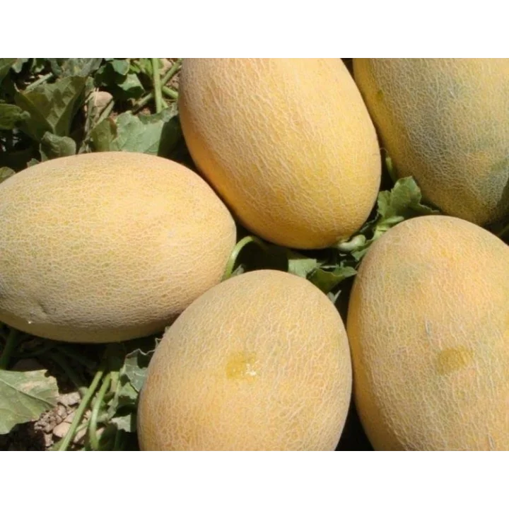 Kavun Ananas Tohumu - Aksel 10 gr