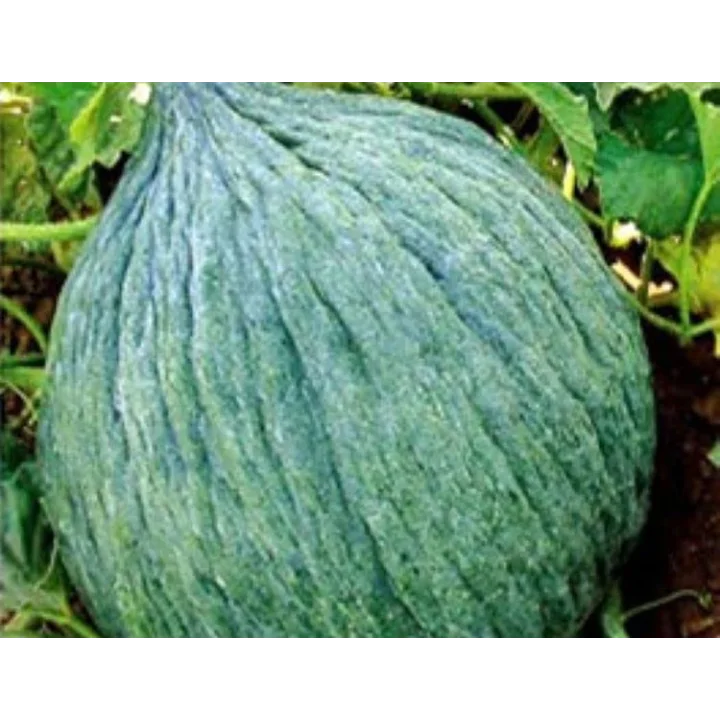 Kavun Hasanbey Tohumu - Aksel 10 gr