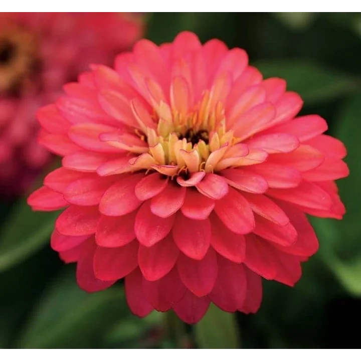 Kirli Hanım (Zinnia İri Çiçek) Somon Renkli - 5 Tohum