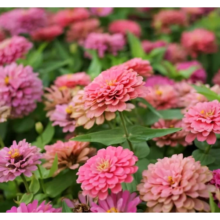 Kirli Hanım (Zinnia İri Çiçek) Somon Renkli - 5 Tohum