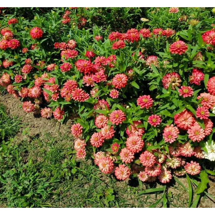 Kirli Hanım (Zinnia İri Çiçek) Somon Renkli - 5 Tohum