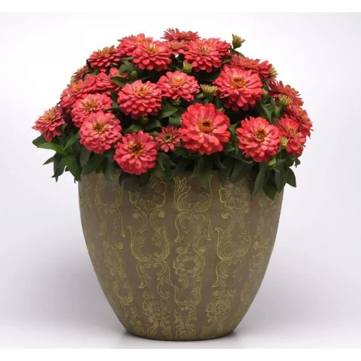Kirli Hanım (Zinnia İri Çiçek) Somon Renkli - 5 Tohum