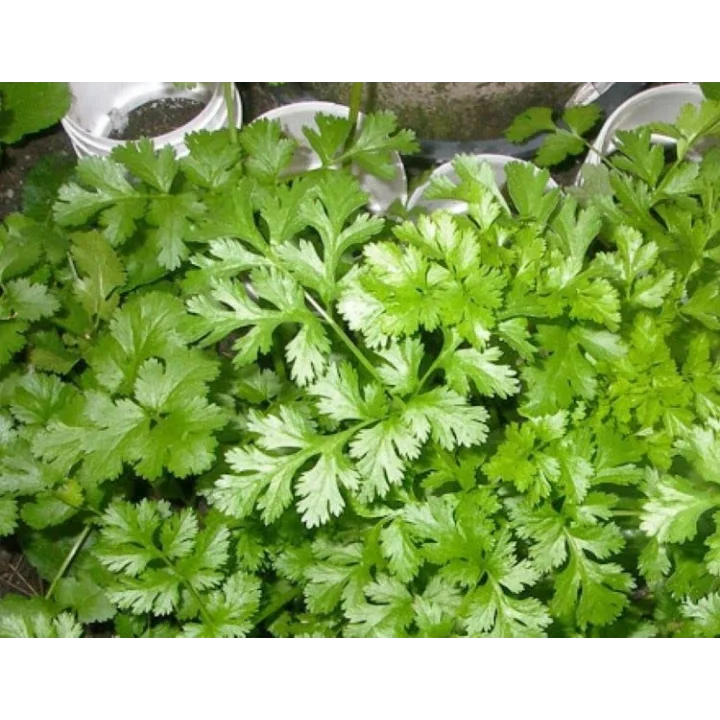 Kişniş Tohumu - Aksel 10 gr