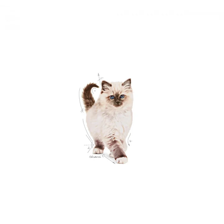 Kitten Kedi Maması, 10 Kg