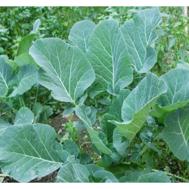 LAHANA KARADENİZ (ÇOKLU TOHUM) - 5 Gram