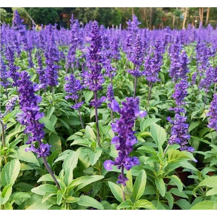 Leylak Ateş Çiçeği - Salvia F1 Tohumu (30 Tohum)