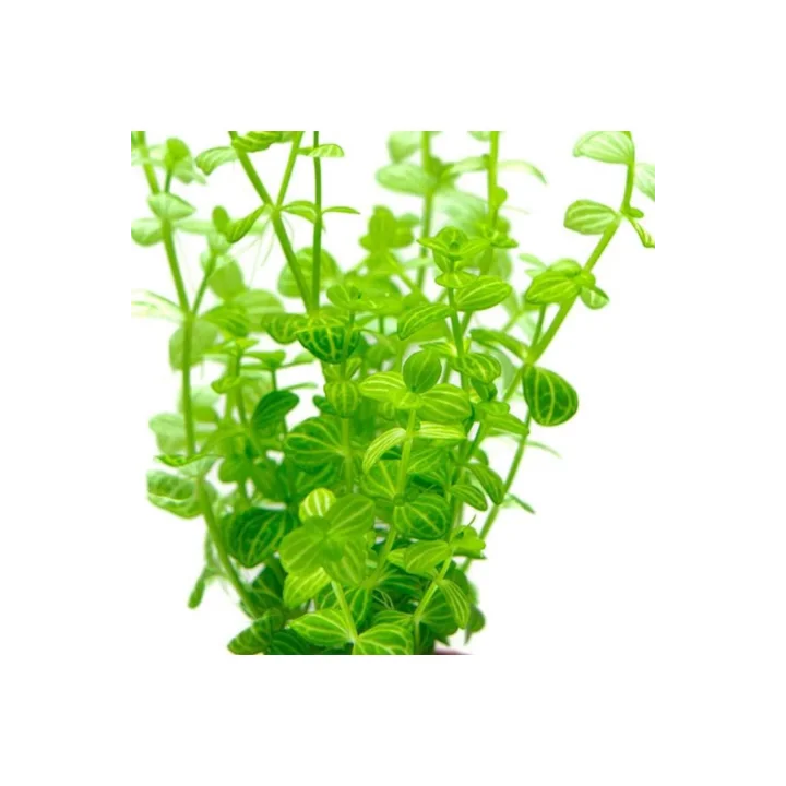 Lindernia Rotundifolia In Vitro Canlı Bitki