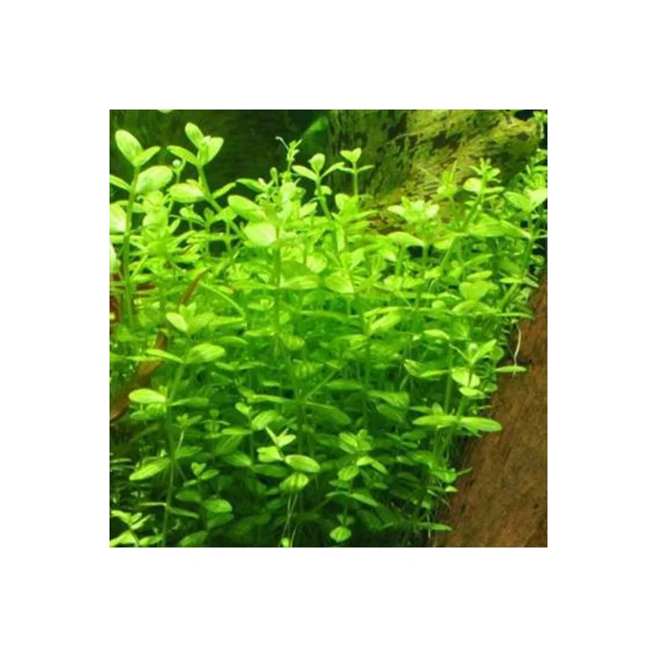Lindernia Rotundifolia In Vitro Canlı Bitki