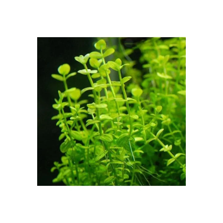 Lindernia Rotundifolia In Vitro Canlı Bitki
