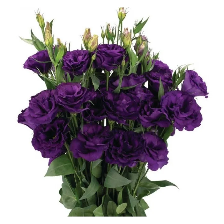 Lisianthus (Lale Gül) Advantage Serisi - MOR (5 Tohum)