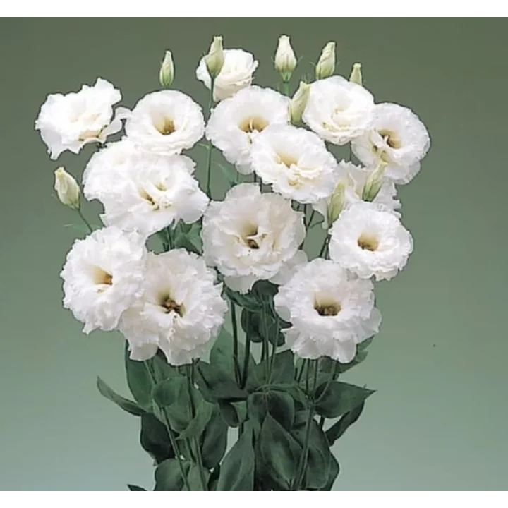 Lisianthus (Lale Gül) BÜYܠSerisi - BEYAZ (5 Tohum)