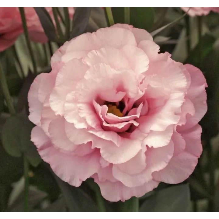 Lisianthus (Lale Gül) Gelin Buketi Serisi - PEMBE (5 Tohum)