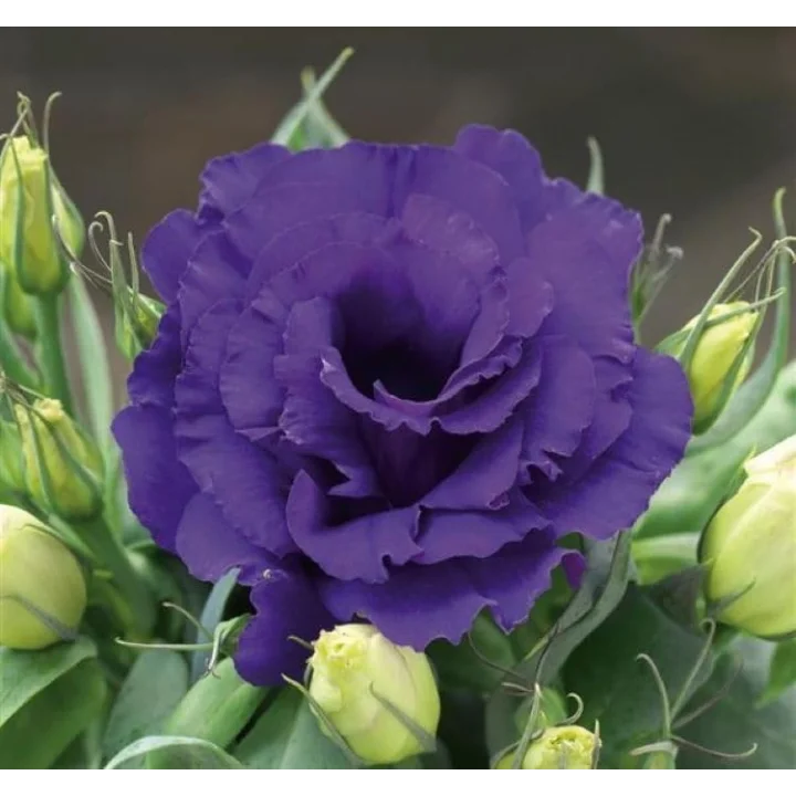 Lisianthus (Lale Gül) Julyet Serisi - MAVİ (5 Tohum)