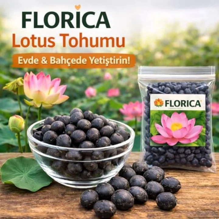 Lotus Çiçeği Tohumu 6 Adet – Nilüfer Çiçeği Tohumu Nadir Kutsal Lotus (6)