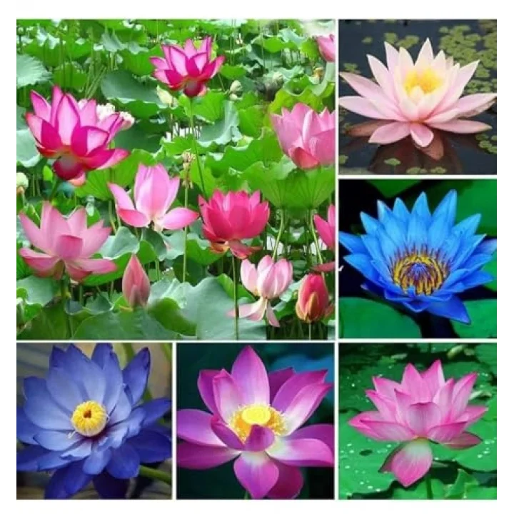Lotus Çiçeği Tohumu 6 Adet – Nilüfer Çiçeği Tohumu Nadir Kutsal Lotus (6)