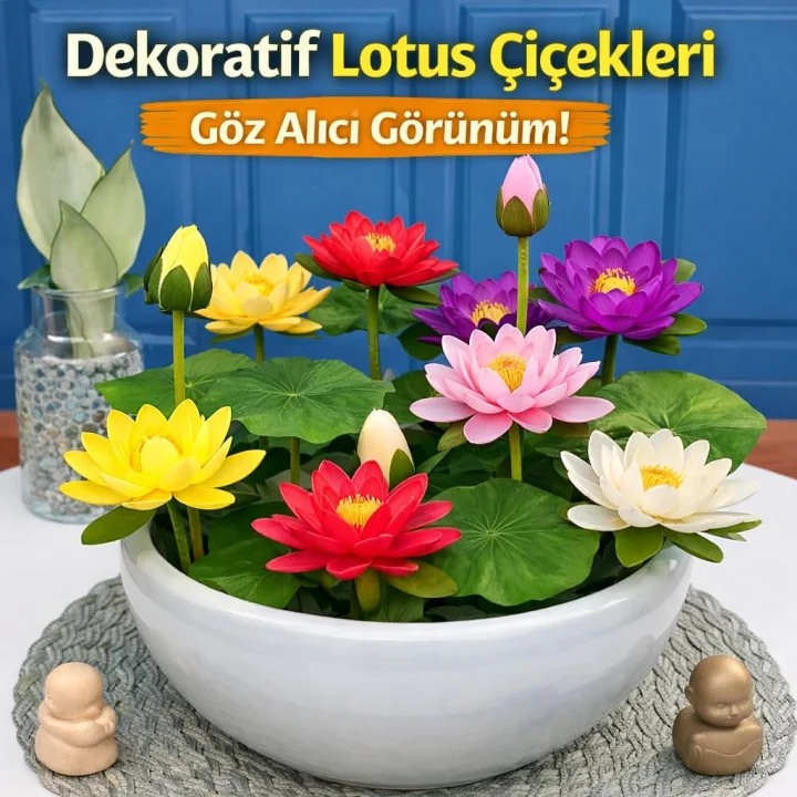Lotus Çiçeği Tohumu 6 Adet – Nilüfer Çiçeği Tohumu Nadir Kutsal Lotus (6)