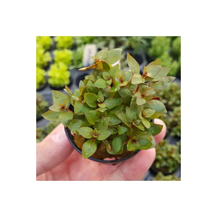 Ludwigia Mini Super Red Saksı Canlı Bitki