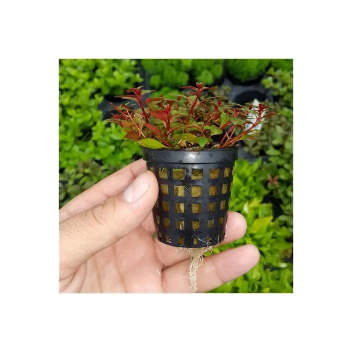 Ludwigia Mini Super Red Saksı Canlı Bitki