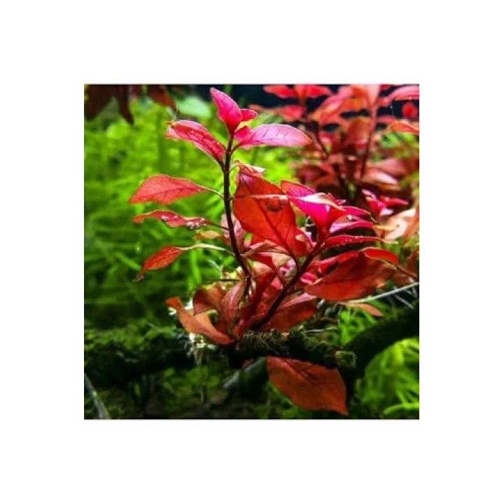 Ludwigia Mini Super Red Saksı Canlı Bitki