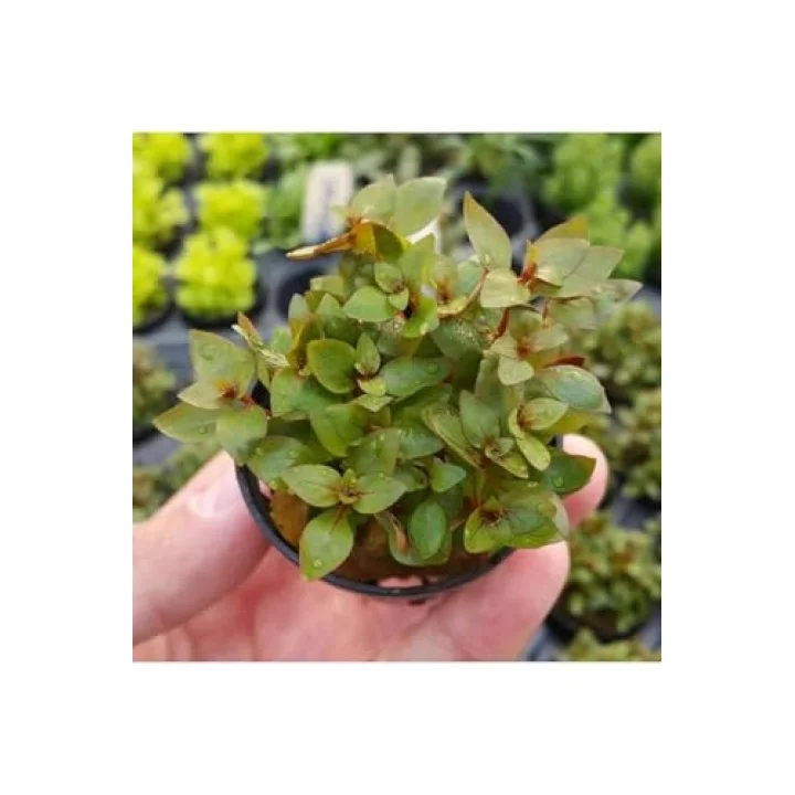 Ludwigia Mini Super Red Saksı Canlı Bitki
