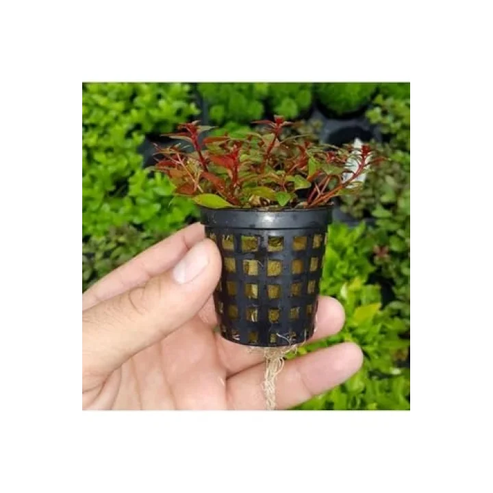Ludwigia Mini Super Red Saksı Canlı Bitki