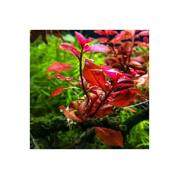 Ludwigia Mini Super Red Saksı Canlı Bitki