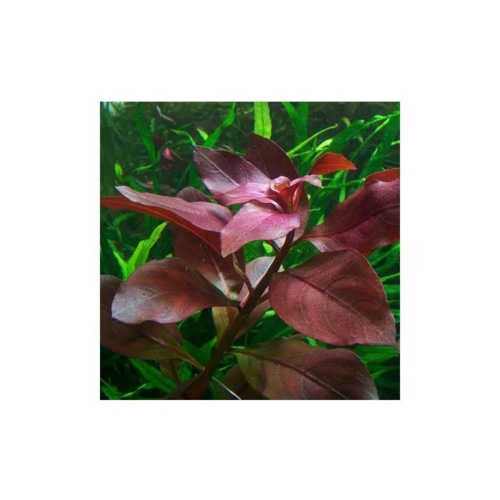 Ludwigia Repens Rubin Saksı- Canlı Bitki