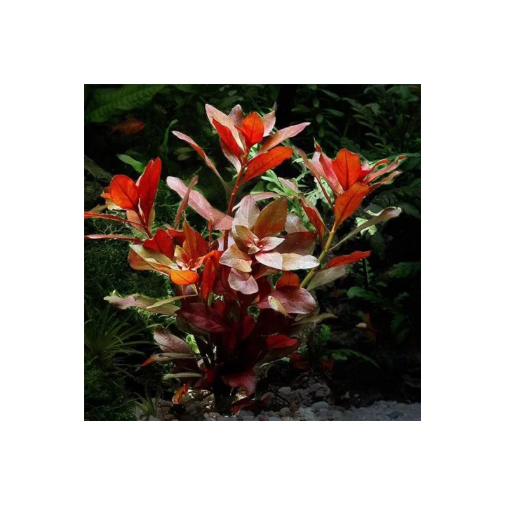 Ludwigia Repens Rubin Saksı- Canlı Bitki
