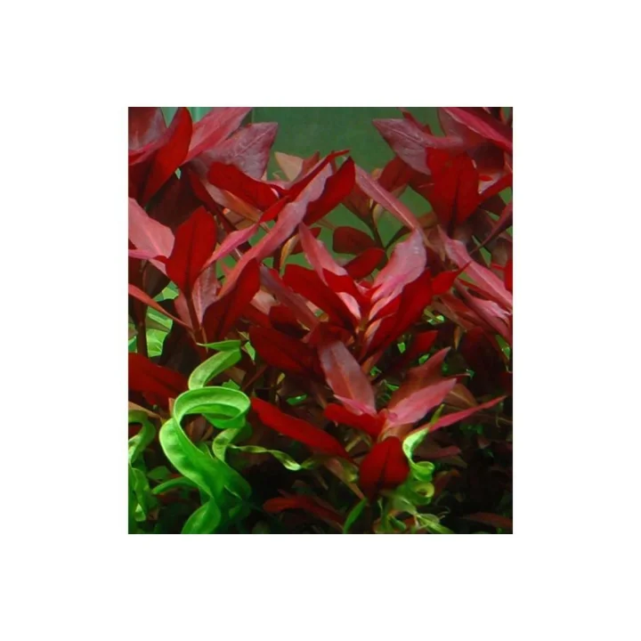 Ludwigia Repens Rubin Saksı- Canlı Bitki