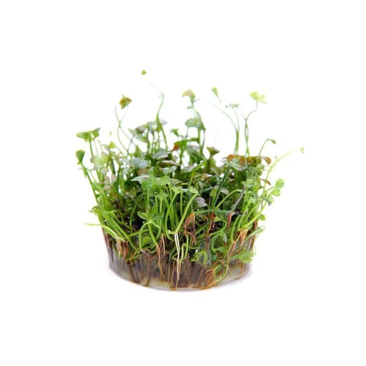 Marsilea Hirsuta In Vitro Canlı Bitki