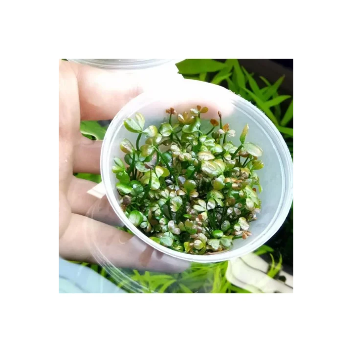 Marsilea Hirsuta In Vitro Canlı Bitki