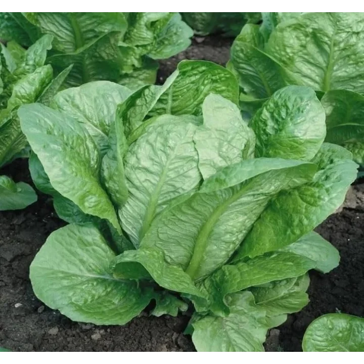 MARUL YEDİKULE (ÇOKLU TOHUM) - 5 Gram