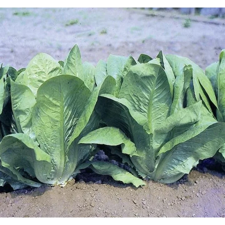 MARUL YEDİKULE (ÇOKLU TOHUM) - 5 Gram