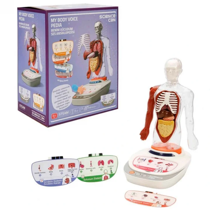 Mey İthalat® Sesli İnsan Vücudu Modeli Bilim Seti