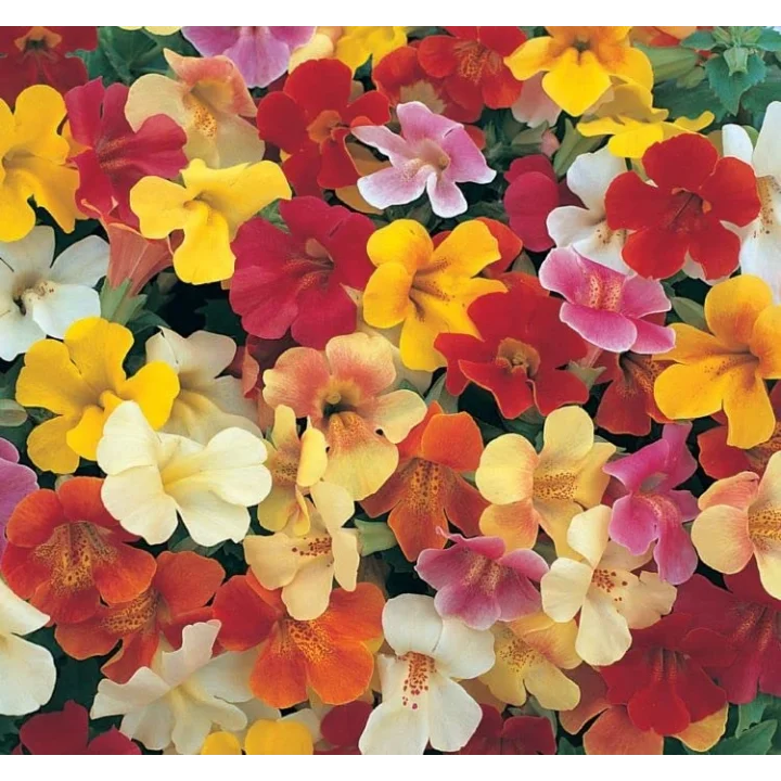 Mimulus Çiçeği Tohumu (Çok Çiçekli Bodur) Karışık Renkli - 15 Tohum