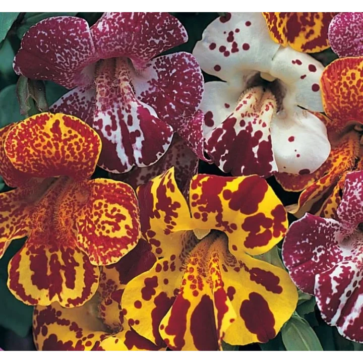 Mimulus Çiçeği Tohumu (Çok Çiçekli Bodur) Karışık Renkli - 15 Tohum