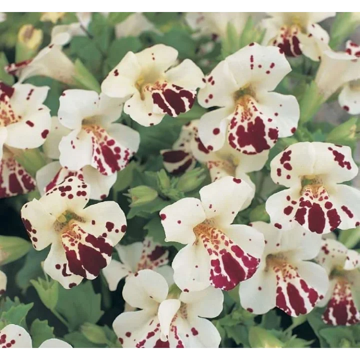 Mimulus Çiçeği Tohumu (Çok Çiçekli Bodur) Karışık Renkli - 15 Tohum