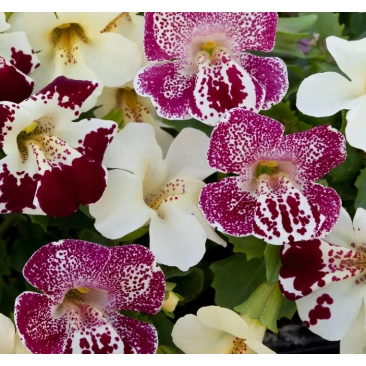Mimulus Çiçeği Tohumu (Çok Çiçekli Bodur) Karışık Renkli - 15 Tohum
